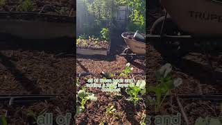 Add Compost to Feed Your Soil compost organicgarden [upl. by Irianat]