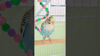 Her little tweets are so cute 🥰 ❤️ birds budiges babybird babyanimals [upl. by Llenhoj]