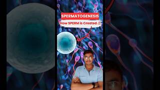 SPERMATOGENESIS 🔥 Secret of Sperm Creation 🤫  Biology NEET  Class 12th [upl. by Cyndy]