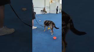 Transforming Reactive Dogs with Pattern Games [upl. by Tenay]