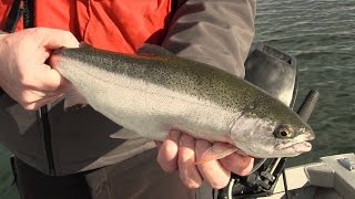 Basic Techniques for Trout Fishing in Washington [upl. by Ihab]