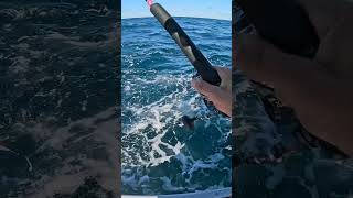 First person to catch a tuna while on a zoom call bluefintuna jigging tunafishing [upl. by Dygall]