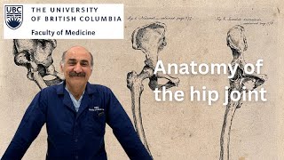 Anatomy of the Hip Joint [upl. by Hareehat554]