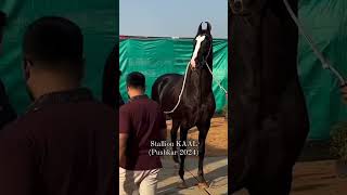 Stallion kaal at pushkar mela 2024 pushkarmela marwarihorse [upl. by Noiroc]