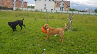 Bordeaux Dog vs Cane Corso Бордоский дог [upl. by Fast]