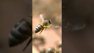 Killer bees natures tiny warriors [upl. by Gaulin]