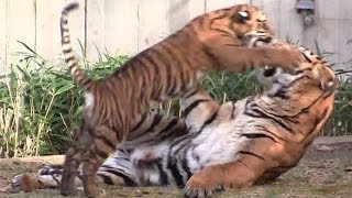 Tiger cubs playing at the National Zoo in Washington DC [upl. by Solakcin106]