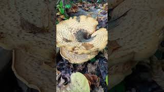 Massive Dryads Saddle Mushroom 🍄 [upl. by Hagi750]