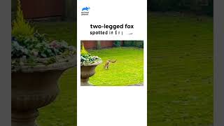 Two Legged Fox  animalplanetindia shorts fox [upl. by Corbin]