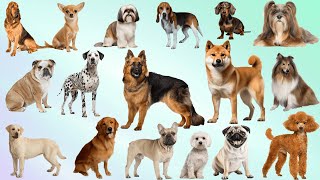 Dog Breeds Name  pictures of dogs and their names  famous dog breeds in world [upl. by Dwight]