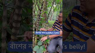 বাঁশের নাম buddhas belly [upl. by Annayram]