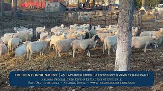 Kalona Bred Ewe amp Replacement Ewe Sale  Frieden Consignment  121022 [upl. by Jeggar]