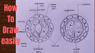 How to draw Stomata diagram easily  step by step  Drawing of Stomata structure [upl. by Martyn469]