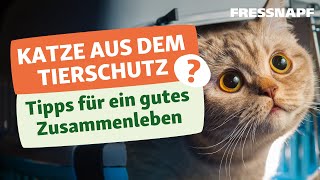 Herausforderungen bei der Adoption von Katzen  Tipps zur Anschaffung [upl. by Hakilam248]