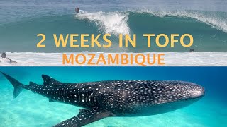 2 WEEKS IN TOFO MOZAMBIQUE [upl. by Leavitt]