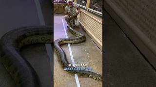 Anaconda  Amazons Giant Snake [upl. by Tavey]