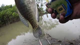 Catching crappie at granger lake April 2024 crappie crappiefishing fish fishing [upl. by Eadrahc]