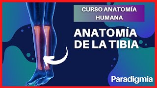 OSTEOTOMÍA TIBIAL Técnica de la artrosis de rodilla sin prótesis [upl. by Hernardo]