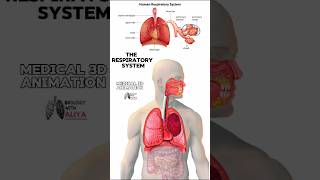 The Respiratory System medical animation 3d short [upl. by Rhynd312]