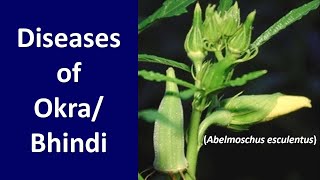 How to manage Diseases of Bhindi or Okra Abelmoschus esculentus [upl. by Derfnam]