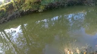 Perch Fishing Perch PB Livebaiting Uk Fishing Hull Drains November 2020 [upl. by Enyedy]