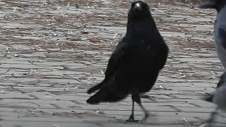 We are honored by the visit of a beautiful black crow [upl. by Garihc]