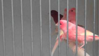 Red Factor Canaries at Clipsley Pets amp Aquatics [upl. by Colner]