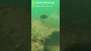 Crested Morwong at Cudgen Creek [upl. by Ludovico670]