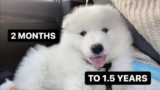 Watch Samoyed puppy growing up in New York City during pandemic [upl. by Katti]