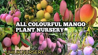 How To Mango Plant  Jhilik Nursery  Unique Fruits Plant Nursery  Jharkhand k Baju Me Nursery [upl. by Perr869]