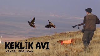 2023 Av Köpeği ile Tavşan Keklik Avları🔥Partridge hunt🔥Partridge and rabbit hunts🔥ingiliz pointer🔥 [upl. by Assirrem]