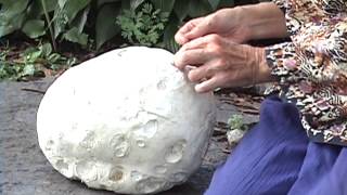 Edible Mushrooms Giant Puffball [upl. by Zarla686]