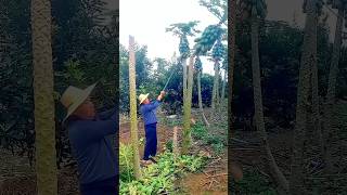 Papaya harvesting plant shortsagriculturemodernfarmeryoutbeshortsnoamanreactioncropmanagement [upl. by Doherty]