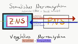 Gliederung des Nervensystems [upl. by Cathrin]