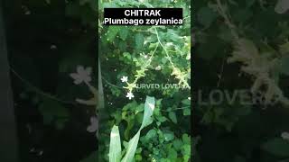 Chitrak  plumbago zeylanica medicinalplant medicinalherbs ayurveda [upl. by Ayotahc]