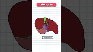 Aufbau der Leber in 60 Sekunden erklärt medizin anatomie medizinstudium [upl. by Lilac]