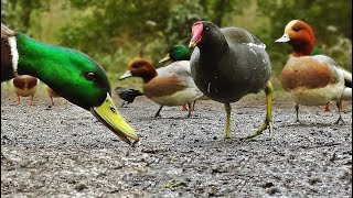 Ducks Quacking  Featuring Mallard Duck Wigeon Moorhen Rook and Mute Swan [upl. by Elsworth701]