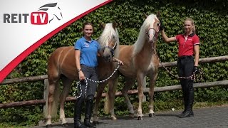 Rasseportrait  Der Haflinger [upl. by Ilatan895]