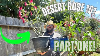 quotDesert Roses 101 A Beginners Guide to Growing and Caring for Adeniumsquot [upl. by Galanti]