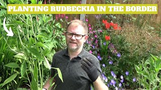 Planting Rudbeckia fulgida var deamii in the Border  Filling Gaps in the Perennial Garden [upl. by Robbins858]