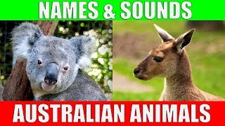 AUSTRALIAN ANIMALS Names and Sounds for Kids to Learn  Learning Australian Animal Names [upl. by Sonitnatsnok138]