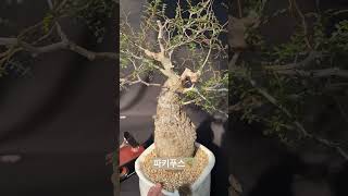 파키푸스Operculicarya pachypus 아프리카식물 bonsai 반려식물 plants 구근식물 [upl. by Gneh]