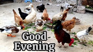 Good evening full enjoy birds happy happy cool cool 🐔🐓🦢🐔🐓🦢🐔🐓🦢 chicken hen beautiful [upl. by Adall166]