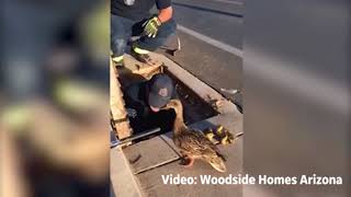 Cute Alert Watch Firefighters Rescue Ducklings as the Mama Duck Watches [upl. by Elwood988]