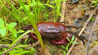 I found a lot of Crabs in the floodplain with beautiful nature views [upl. by Aicac874]