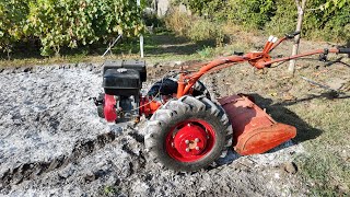 Motocultor MTZ 06 frezare teren pentru plantat usturoi [upl. by Lew]