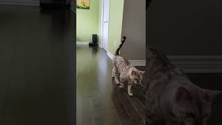 My Bengal cat fetches a zip tie like a dog 🐶😺🤩 [upl. by Eadnus56]