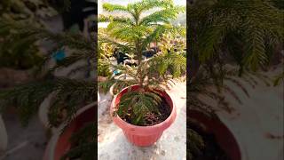 Araucaria plants with 😍 beautiful Sunrise shorts youtubeshorts viralvideo [upl. by Milburr]