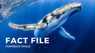 Facts about the Humpback Whale [upl. by Aruat]