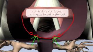 Mucosa of the Larynx and Vocal Cords  3D Anatomy Tutorial [upl. by Suertemed]